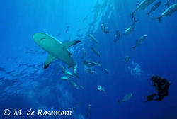 Alex and a grey reef shark cruising at Murimuri. D50/12-2... by Moeava De Rosemont 
